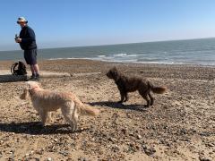 Guest Walkers Ani The Dog and Ruby The Dog